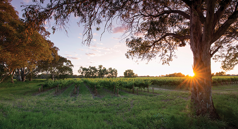 Bleasdale wine